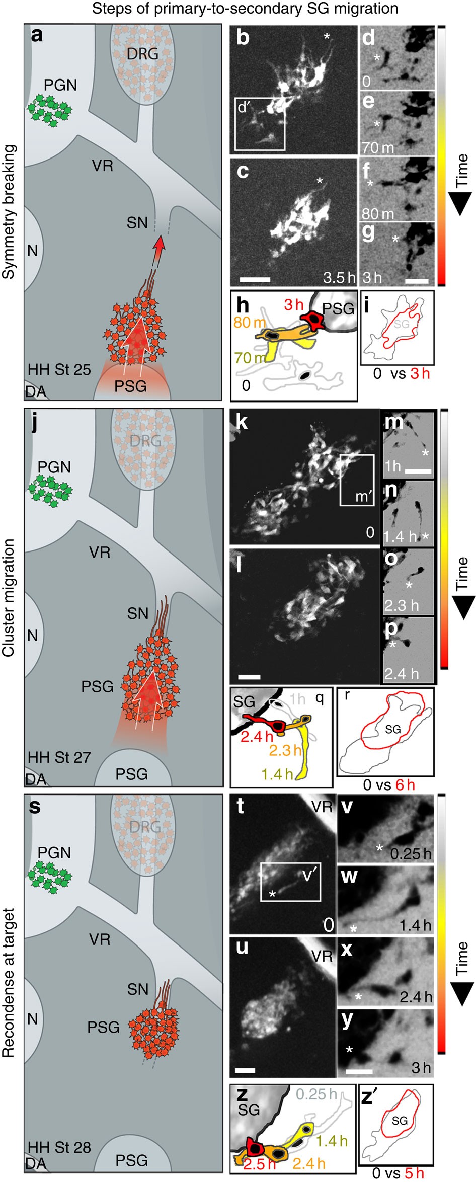 TrkB/BDNF signalling patterns the sympathetic nervous system | Nature  Communications