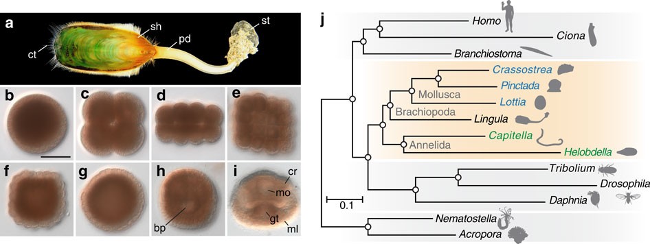 The Lingula Genome Provides Insights Into Brachiopod Evolution And The Origin Of Phosphate Biomineralization Nature Communications