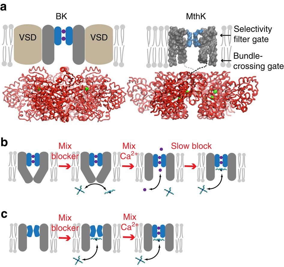 Calcium ions open a selectivity filter gate during activation of the MthK potassium  channel | Nature Communications