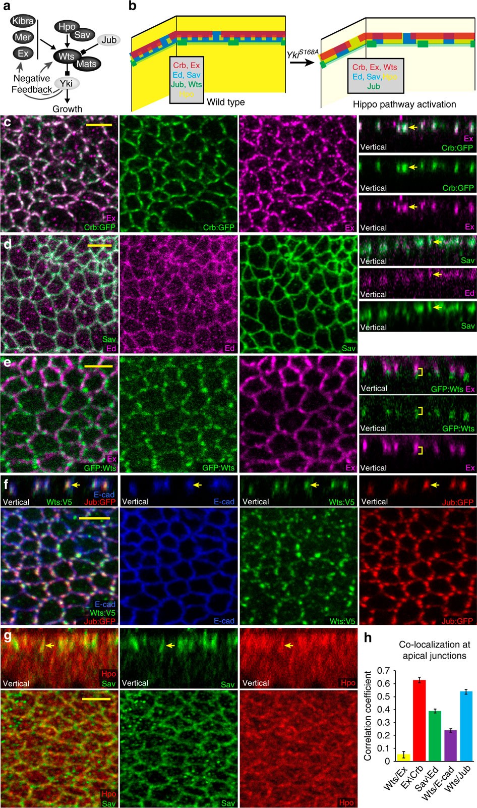 Localization complexes ... of Warts Hippo signalling and
