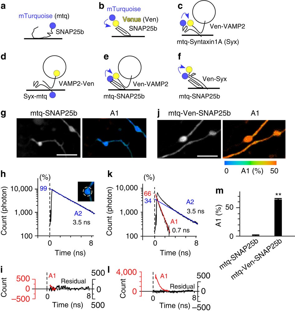 Two Photon Fluorescence Lifetime Imaging Of Primed Snare Complexes In Presynaptic Terminals And B Cells Nature Communications