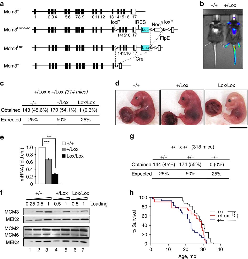 Replication stress caused by low MCM expression limits fetal erythropoiesis  and hematopoietic stem cell functionality | Nature Communications