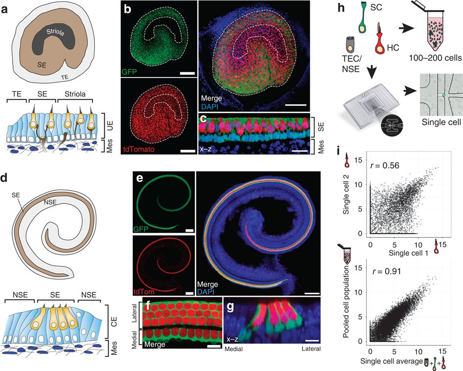 Single-cell RNA-Seq resolves cellular complexity in sensory organs from the  neonatal inner ear | Nature Communications