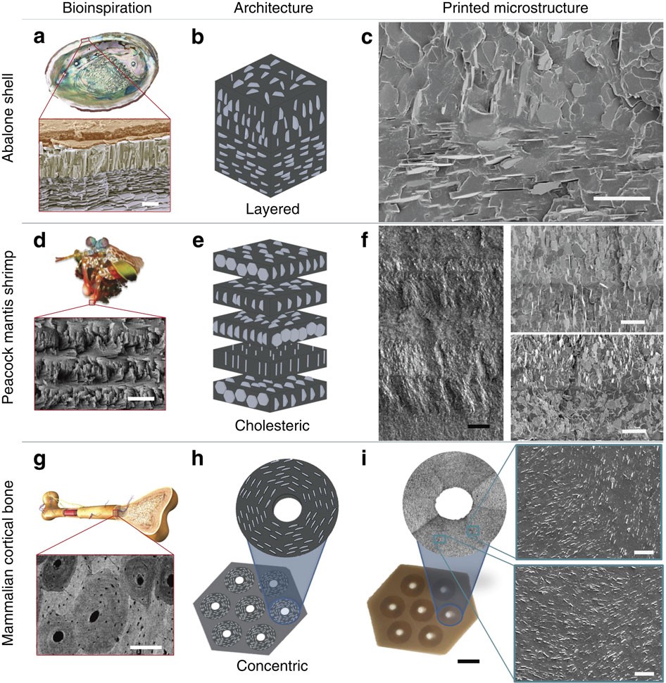 Designing bioinspired composite reinforcement architectures via 3D magnetic  printing | Nature Communications
