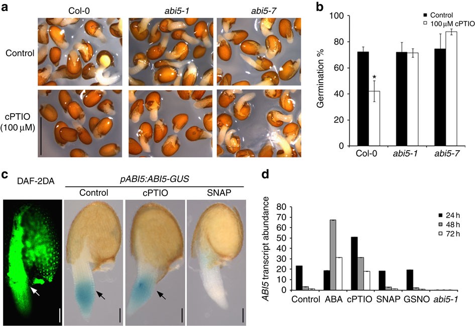 S Nitrosylation Triggers Abi5 Degradation To Promote Seed Germination And Seedling Growth Nature Communications