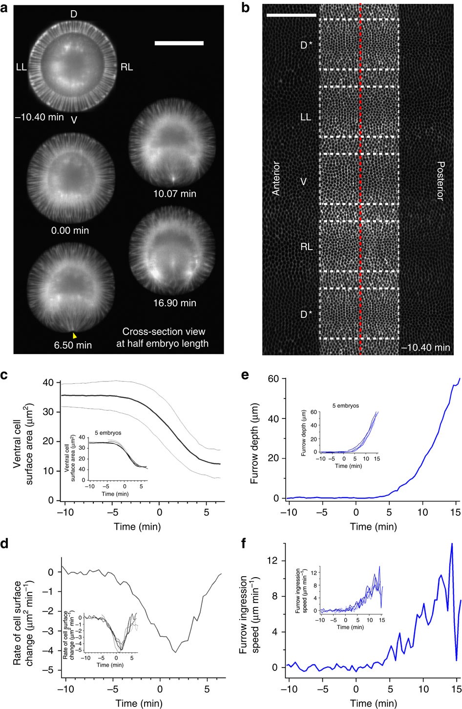 Embryo Scale Tissue Mechanics During Drosophila Gastrulation Movements Nature Communications