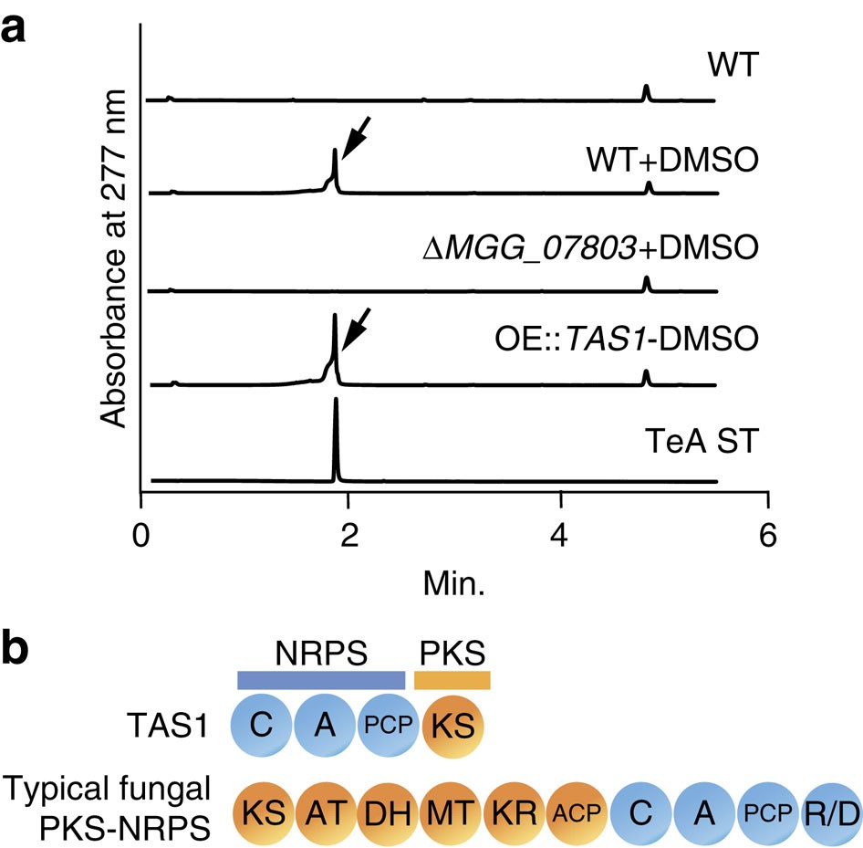 Figure 2: Confirmation of the TeA biosynthetic gene and domain structure.