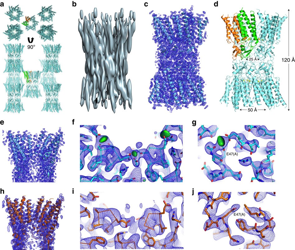 Figure 2: Crystal structures of Ca2+-bound and Ca2+-free Cx26 gap junction channels.