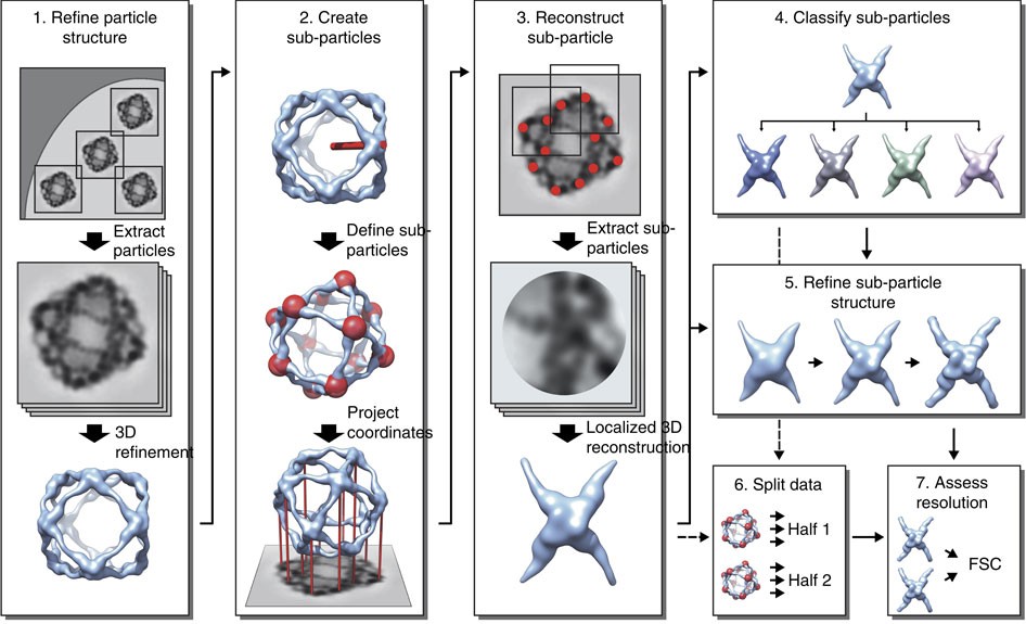 Localized reconstruction of subunits from electron cryomicroscopy ...