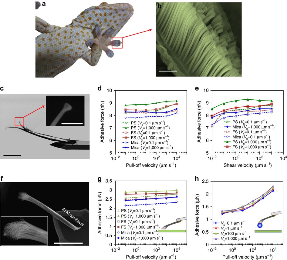 Hierarchical structures of a gecko's adhesive pad: (a–f) structures