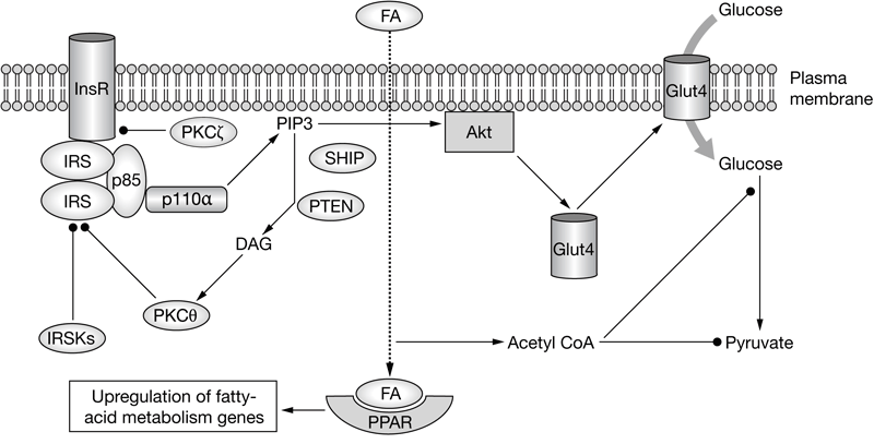 Therapy Insight Heart Disease And The Insulin Resistant