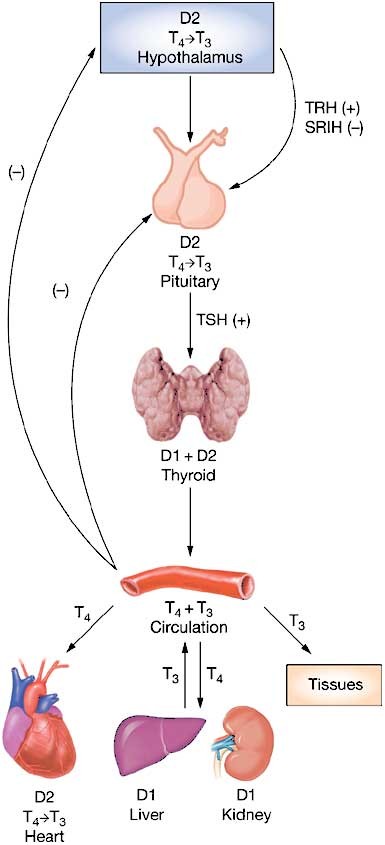 Thyroid-Hormone Therapy And Thyroid Cancer: A Reassessment | Nature Reviews  Endocrinology