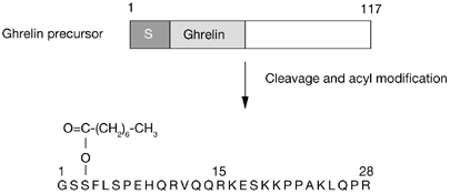 l acetyl carnitine and seizures Effects of l-carnitine supplementation in patients with childhood-onset  epilepsy prescribed valproate