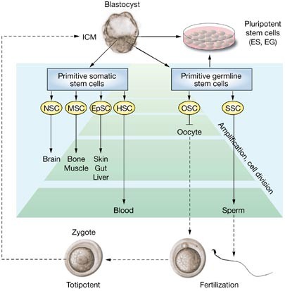 Human skin reconstitution in the cell-sorted skin equivalent (CeSSE)