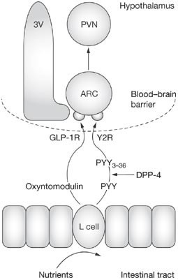 glp-1 stomach paralysis lawsuit in louisiana Ozempic Lawsuit for Blindness, Stomach Paralysis and Injury Claims