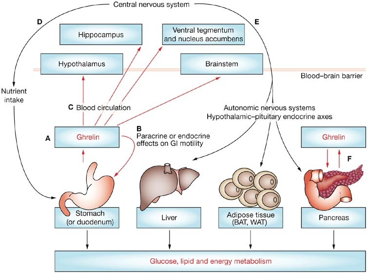 semaglutide and ghrelin Ghrelin, obesity and diabetes
