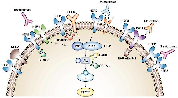 белок her2. Her ii. Her2 neu. Her 2 позитивный. Her ii.
