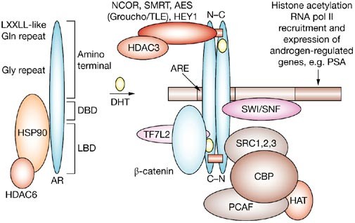 l carnitine androgen receptor Drug Insight: role of the androgen receptor in the development and  progression of prostate cancer