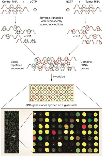 Mechanisms Of Disease Biomarkers And Molecular Targets From - 