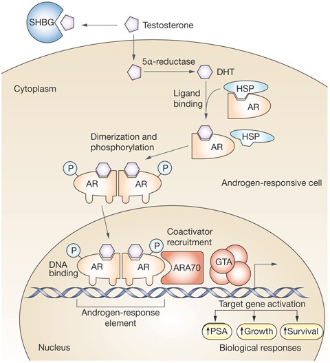 Androgen Deprivation Therapy: Progress In Understanding Mechanisms Of  Resistance And Optimizing Androgen Depletion | Nature Reviews Urology