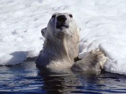 Polar bears dying in years of early ice melt | Nature Polar bears dying in years of early ice melt | Nature