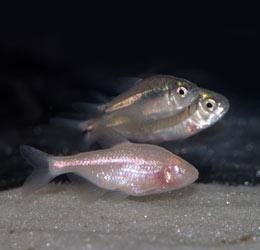 Blind cave fish see the light | Nature