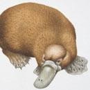 platypus evolution records platypus evolution records