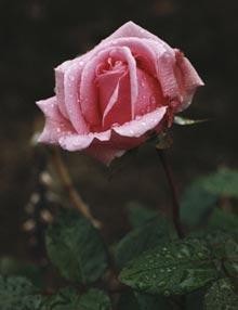 Raindrops on roses | Nature