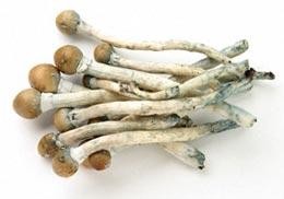 where to buy magic mushrooms