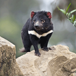 Hopes of a tumour test for Tasmanian devils | Nature