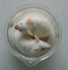 Experimental design could reduce need for animal tests | Nature Experimental design could reduce need for animal tests | Nature