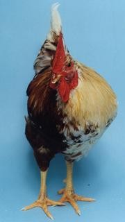 Chicken S Split Sex Identity Revealed Nature