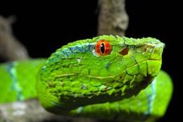 Snake infrared detection unravelled | Nature