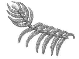 Walking Cactus Is Arthropods Lost Relative Nature<script async src=