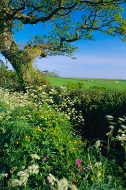 UK ecosystem services declining | Nature UK ecosystem services declining | Nature