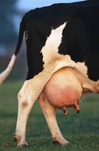 Image result for udder