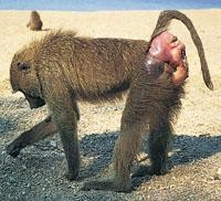Bum deal for baboons | Nature