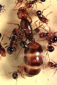 Smell rules fire ants | Nature