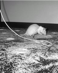 Sniffer rats stand up to smuggling