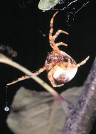 Spiders that hunt in groups synchronise their movement to catch prey