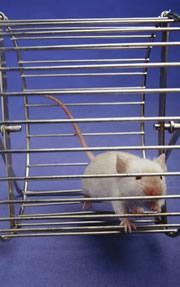 Mice made to host HIV | Nature