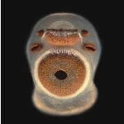 Box jellyfish show a keen eye | Nature