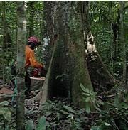 Brazilian Amazon Being Cut Down Twice As Fast Nature