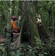 Brazilian Amazon Being Cut Down Twice As Fast Nature Brazilian Amazon Being Cut Down Twice As Fast Nature