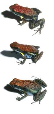 Poison Mimics Go For Second Best Nature