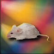 Mice Made To See A Rainbow Of Colours Nature