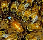 Does a queen bee ever sting? - BBC Science Focus Magazine