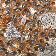 Bug Sexual Warfare Drives Gender Bender Nature