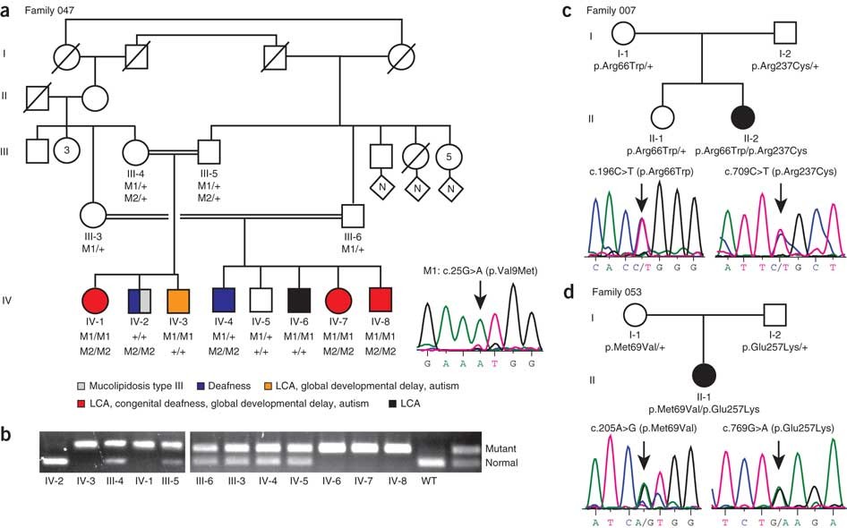 NMNAT1 mutations cause Leber congenital amaurosis | Nature Genetics