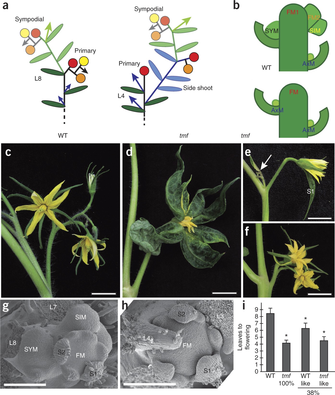 Synchronization Of The Flowering Transition By The Tomato Terminating Flower Gene Nature Genetics Synchronization Of The Flowering Transition By The Tomato Terminating Flower Gene Nature Genetics